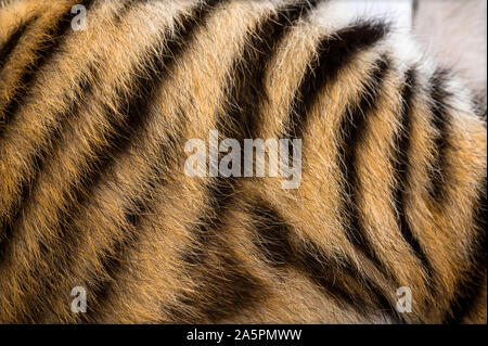 Chiudere fino a due mesi di età cuccioli di tigre fur Foto Stock