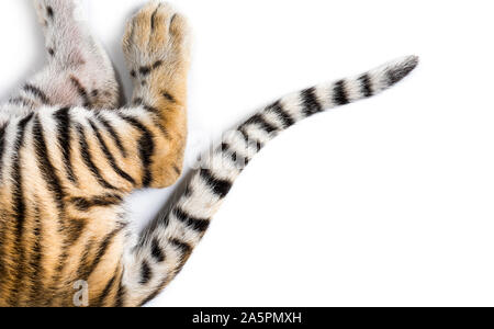 Chiudere fino a due mesi di età cuccioli di tigre di coda bianca in studio Foto Stock