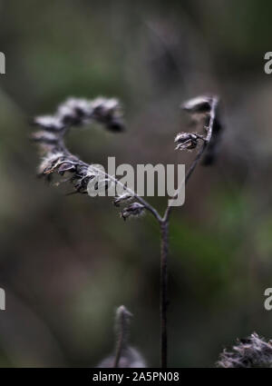 Foglie secche sul ramoscello Foto Stock