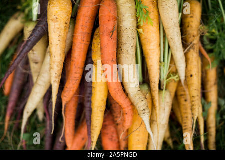 Appena raccolto le carote Foto Stock