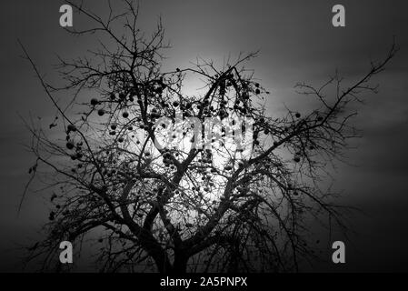 Albero di mele in dicembre, Oberweser, Weser Uplands, Weserbergland, Hesse, Germania Foto Stock