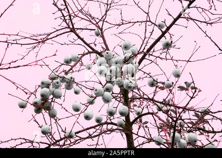 Albero di mele in dicembre, Oberweser, Weser Uplands, Weserbergland, Hesse, Germania Foto Stock