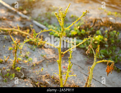 Foglie di patate con malattie. Pianta di patata colpite Phytophthora (Phytophthora infestans) nel campo. Close up. verdure. agriturismo agricoltura. c Foto Stock