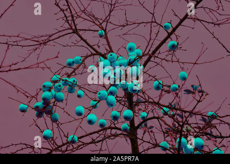 Albero di mele in dicembre, Oberweser, Weser Uplands, Weserbergland, Hesse, Germania Foto Stock