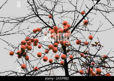 Albero di mele in dicembre, Oberweser, Weser Uplands, Weserbergland, Hesse, Germania Foto Stock