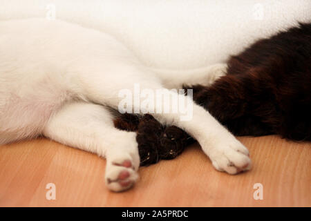 Parte del bianco e nero gatti zampe, vicino. Dormire nella stanza di appartamento. Due cari dolci gatti femmina godere sul mobiletto in legno in modo confortevole arredamento. Foto Stock