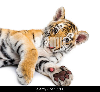 Due mesi tiger cub giace contro uno sfondo bianco Foto Stock