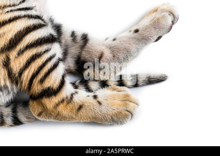Chiudere fino a due mesi di età tiger cub contro uno sfondo bianco Foto Stock