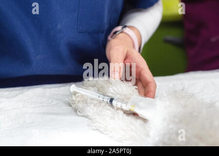 Immissione veterinaria linea endovenosa attraverso un catetere periferico. Cane in clinica veterinaria. Pet health care in clinica veterinaria . Foto Stock