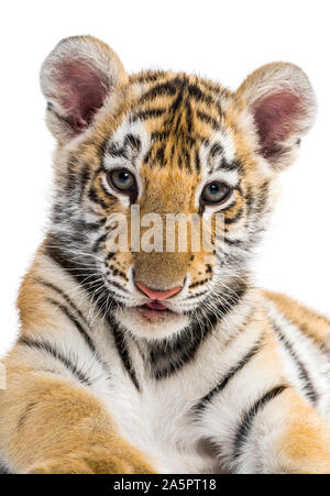 Due mesi tiger cub contro uno sfondo bianco Foto Stock