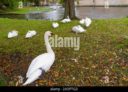 Vista della piazza con i cigni vicino al Begijnhof a Bruges, Belgio Foto Stock