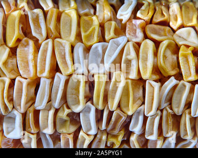 Dettaglio della secca di chicchi di mais Foto Stock