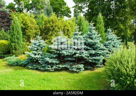 Un gruppo di piccoli alberi di Natale nel parco Foto Stock