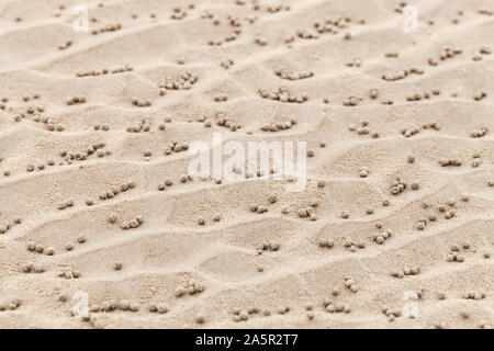 Piccole sfere di bagnato sulla sabbia, naturale modello realizzato da sabbia gorgogliatore granchi o sabbia-gorgogliatori. Foto Stock