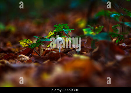 Il fascino di autunno Foto Stock