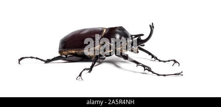 Atteone beetle, Megasoma atteone, uno scarabeo rinoceronte, di fronte a uno sfondo bianco Foto Stock