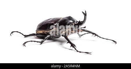 Atteone beetle, Megasoma atteone, uno scarabeo rinoceronte, di fronte a uno sfondo bianco Foto Stock