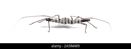 Damon diadema è una specie di amblypygid, talvolta noto come la frusta tailless scorpion o gigante Amblypygid, di fronte a uno sfondo bianco Foto Stock