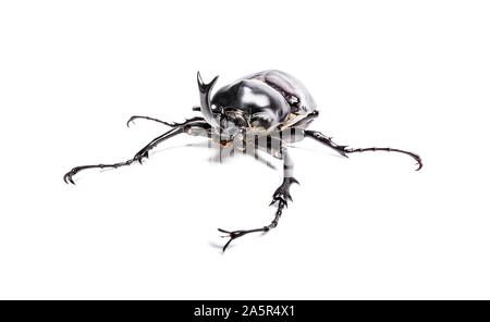 Rainbow stag beetle, Phalacrognathus muelleri, di fronte a uno sfondo bianco Foto Stock