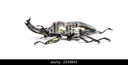 Rainbow stag beetle, Phalacrognathus muelleri, di fronte a uno sfondo bianco Foto Stock