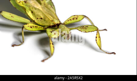 Foglie di insetto, Phyllium giganteum, di fronte a uno sfondo bianco Foto Stock