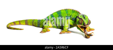 Panther chameleon, Furcifer pardalis, mangiare locusta migratoria davanti a uno sfondo bianco Foto Stock