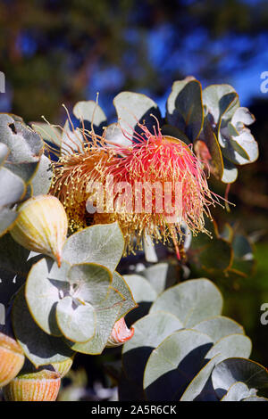 Vista di una rosa di Mallee fiore di eucalipto in Australia Foto Stock