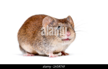 Bank vole, Myodes glareolus; precedentemente Clethrionomys glareolus, di fronte a uno sfondo bianco Foto Stock