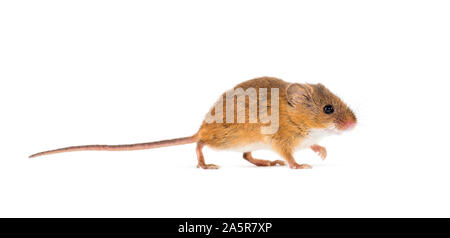 Eurasian harvest mouse, Micromys minutus, di fronte a uno sfondo bianco Foto Stock