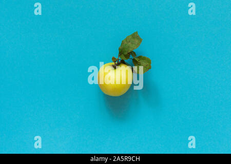 Fresche biologiche apple giallo con foglie al centro su sfondo blu Foto Stock