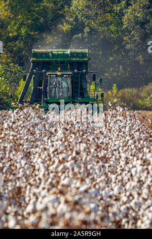 Il cotone raccolto in autunno a Pugh fattorie plantation Ottobre 18, 2019 nelle sale, Tennessee. Foto Stock