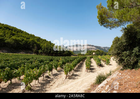 Le vigne e i vigneti in Dentelles de Montmirail, Provenza in Francia. Foto Stock