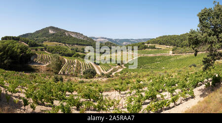 Le vigne e i vigneti in Dentelles de Montmirail, Provenza in Francia. Foto Stock