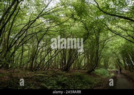 Il cuculo Trail in disuso percorso ferroviario passa attraverso alcuni fitti boschi con la tettoia casting molta ombra. Heathfield, East Sussex, Inghilterra. Foto Stock