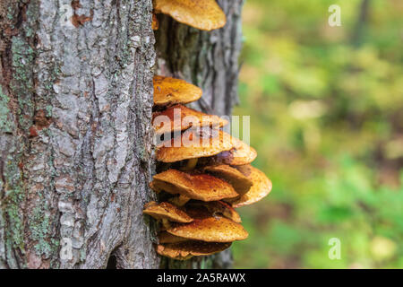 La molla peeper seduti sul golden scalycap in Wisconsin settentrionale. Foto Stock