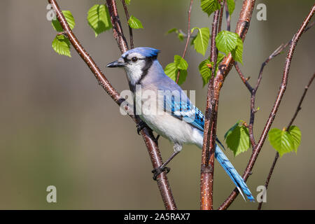 Blue Jay Foto Stock