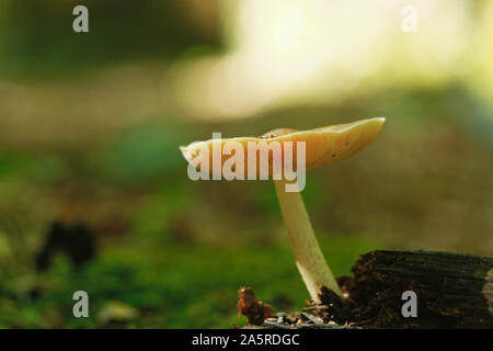 Amanita Phalloides comunemente noto come la morte pac nel selvaggio a Polonezkoy a Istanbul. Foto Stock