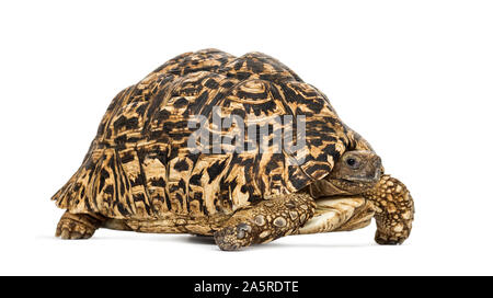 Leopard tartaruga, Stigmochelys pardalis, di fronte a uno sfondo bianco Foto Stock