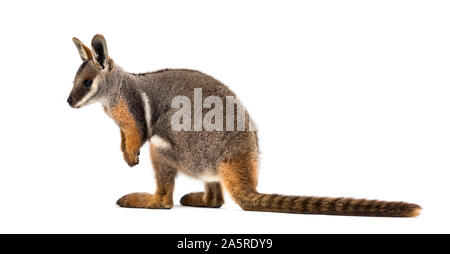 Giallo-footed rock-wallaby, Petrogale xanthopus, canguri, wallaby in piedi contro uno sfondo bianco Foto Stock