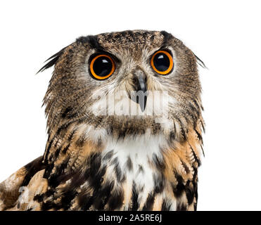 Gufo reale, Bubo bubo, è una specie di il gufo reale contro uno sfondo bianco Foto Stock