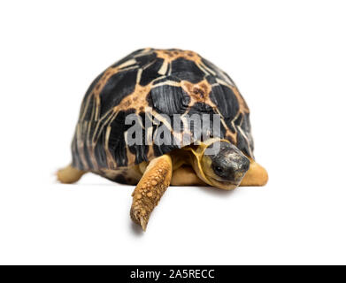 Irradiata tartaruga, Astrochelys radiata, di fronte a uno sfondo bianco Foto Stock