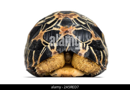 Irradiata tartaruga, Astrochelys radiata, di fronte a uno sfondo bianco Foto Stock