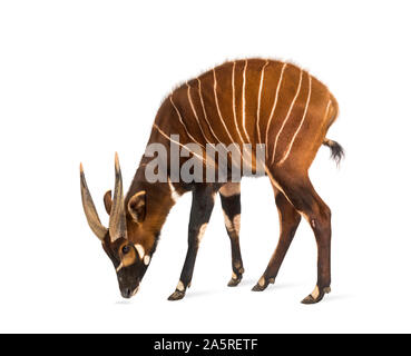 Bongo, antilopi, Tragelaphus eurycerus in piedi contro uno sfondo bianco Foto Stock