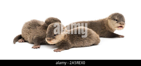 Baby le Lontre Asiatiche dai piccoli artigli, Amblonyx cinerea, noto anche come il piccolo orientale-artigliato lontre o semplicemente piccoli artigli lontre che giace contro white bac Foto Stock