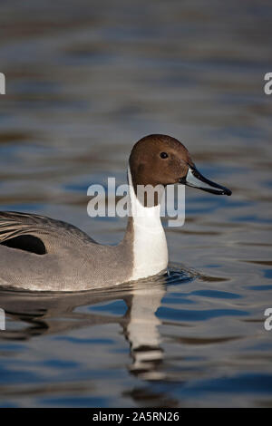 Pintail, Anas acuta, singolo adulto ritratto maschile. Presa di marzo. Pensthorpe, Norfolk, Regno Unito. Foto Stock