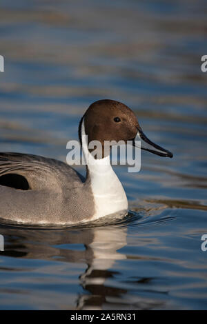 Pintail, Anas acuta, singolo adulto ritratto maschile. Presa di marzo. Pensthorpe, Norfolk, Regno Unito. Foto Stock