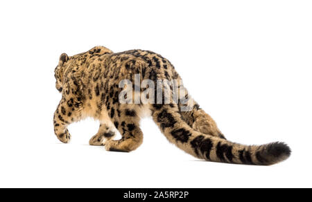 Snow Leopard, Panthera uncia, noto anche come l'oncia a piedi contro uno sfondo bianco Foto Stock