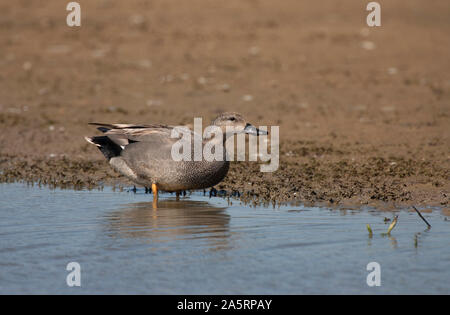 Canapiglia Anas strepera, Singolo maschio adulto in piedi in acqua. Minsmere, Suffolk, Regno Unito. Foto Stock