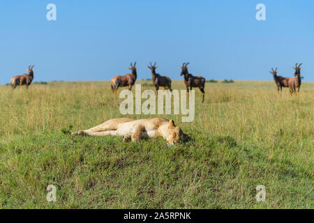 Leone africano, Panthera Leo, femmina con topi antilope, Damaliscus lunatus, gruppo, il Masai Mara riserva nazionale, Kenya, Africa Foto Stock