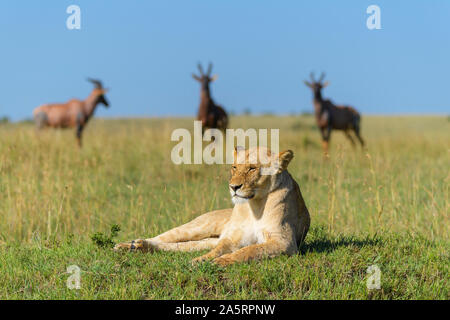 Leone africano, Panthera Leo, femmina con topi antilope, Damaliscus lunatus, gruppo, il Masai Mara riserva nazionale, Kenya, Africa Foto Stock